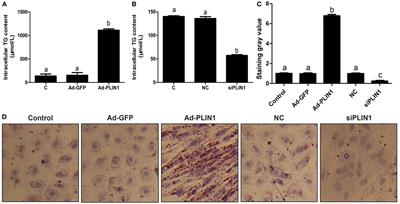 Perilipin 1 Mediates Lipid Metabolism Homeostasis and Inhibits Inflammatory Cytokine Synthesis in Bovine Adipocytes